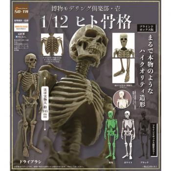 【予約2021年11月】博物モデリング倶楽部・壱 1/12 ヒト骨格 4個入りBOX SO-TA